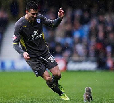 David Nugent Squirrel